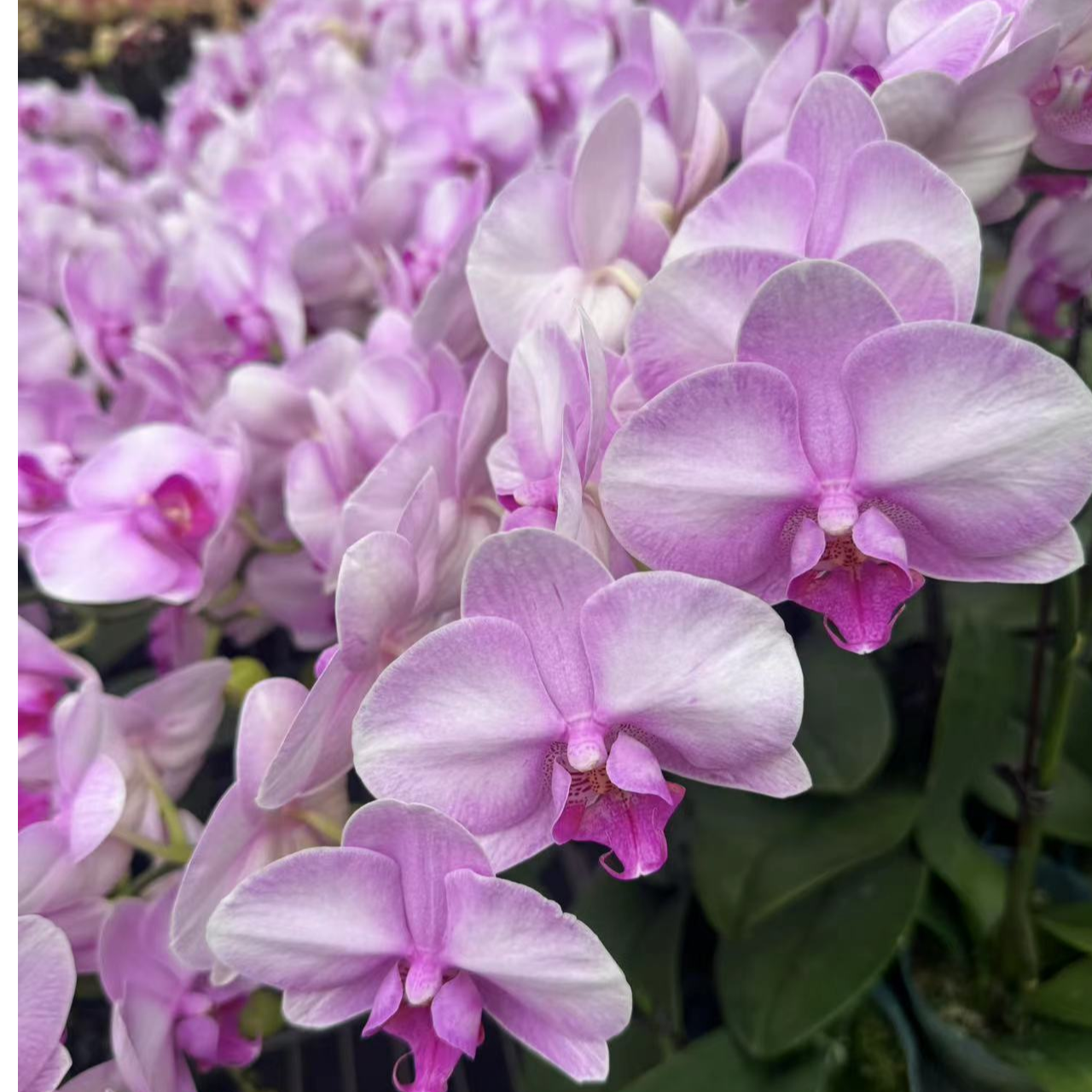 蝴蝶兰【月亮公主】高端花卉 客厅美观 基地直发