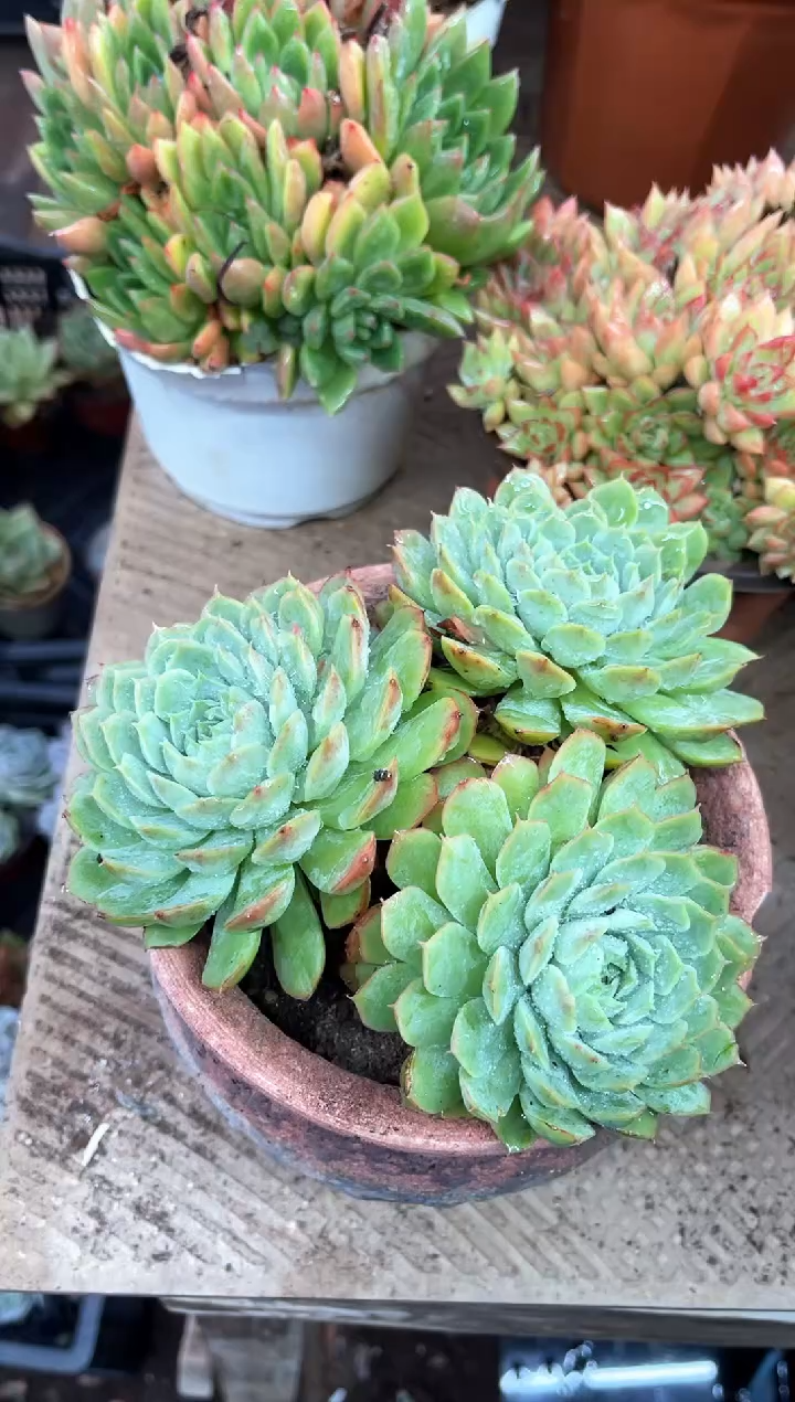 葵*30065多肉植物一物一拍