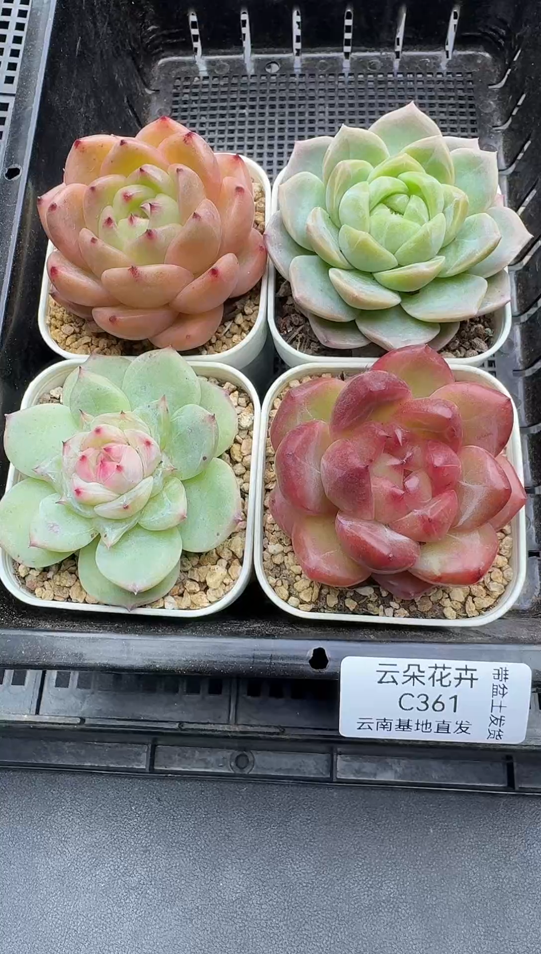 珍妮杂交多肉C361