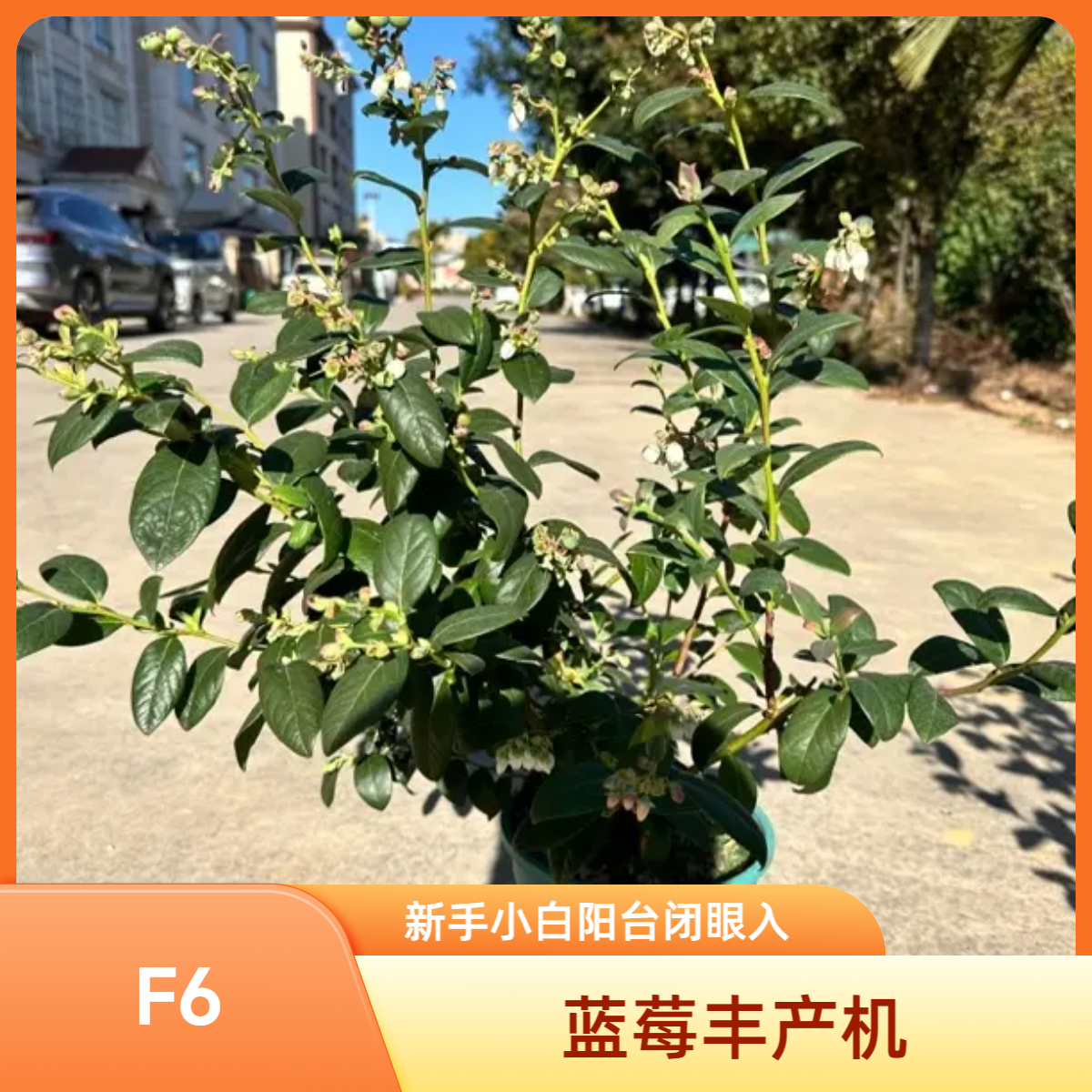 云南露天蓝莓苗L11带花带果南北方均可种植