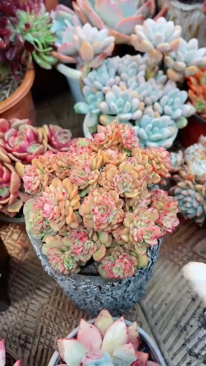 【闪购商品】15065