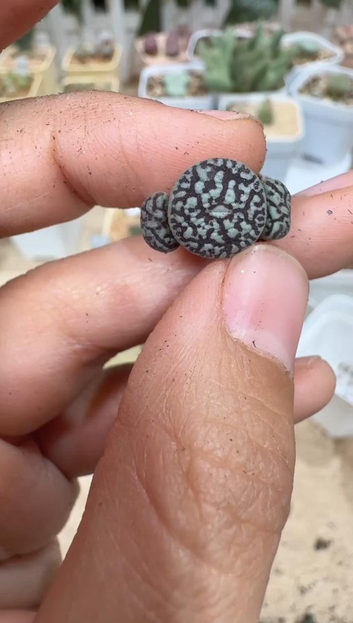 28-364多肉植物肉锥