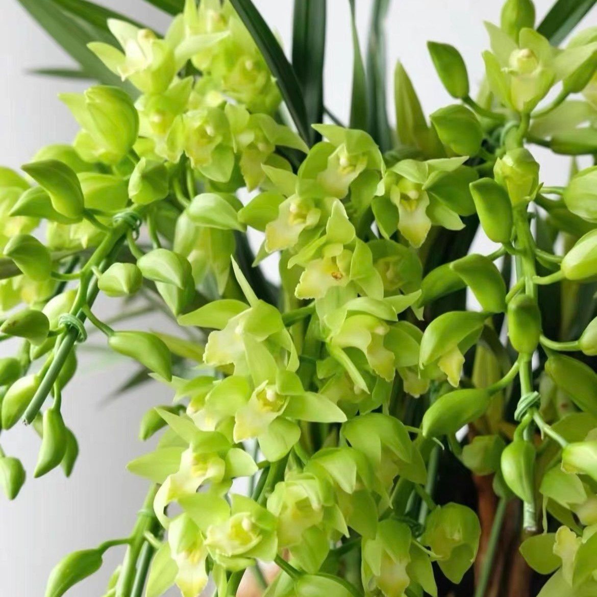 精品兰花【绿精灵大爆盆带5-6支花剑】室内外兰花香味浓花期长好养
