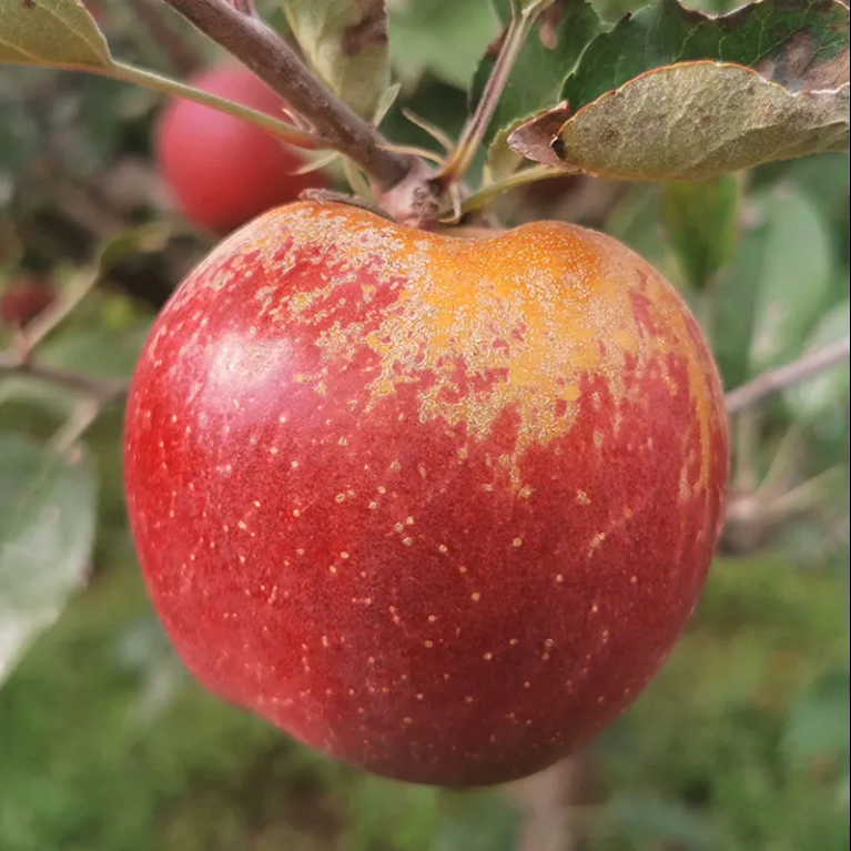 【耒阳配送】约5斤丑苹果坏果包赔四川省