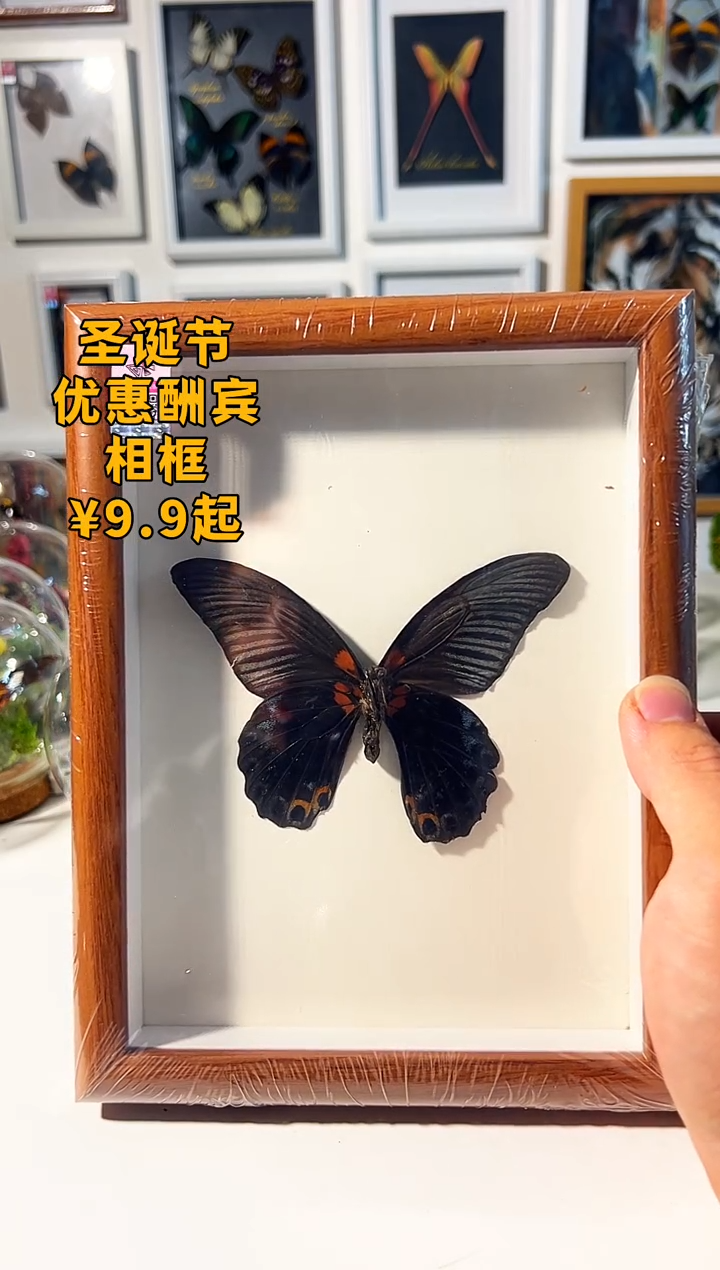 有机玻璃美凤蝶1118