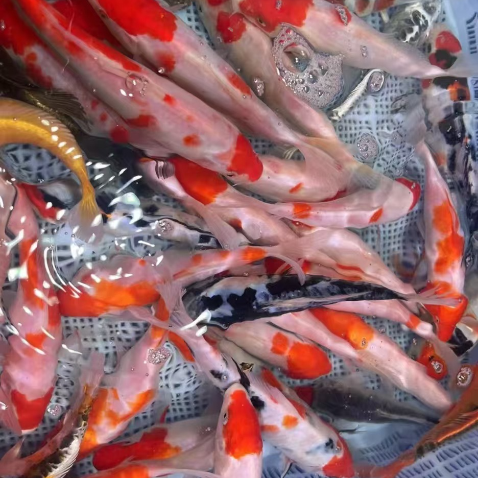 日系血统锦鲤鱼大尺寸33尾好养温顺水族活体 全国包邮包损