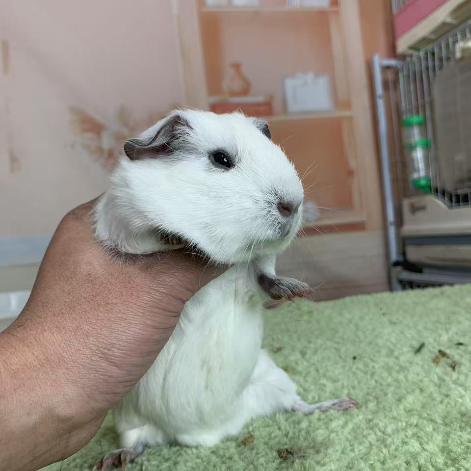 宠物豚鼠白色英短妹妹