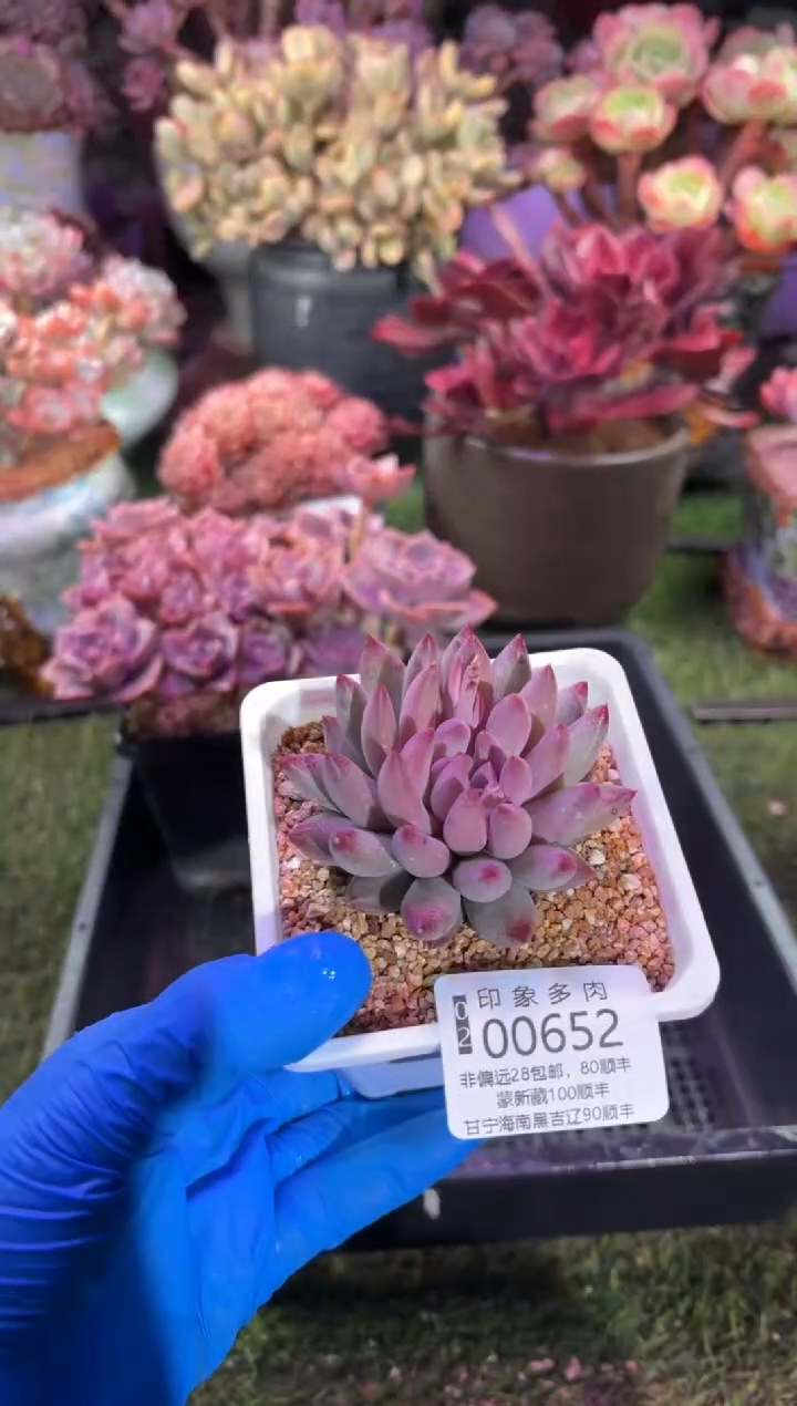 【闪购商品】00652