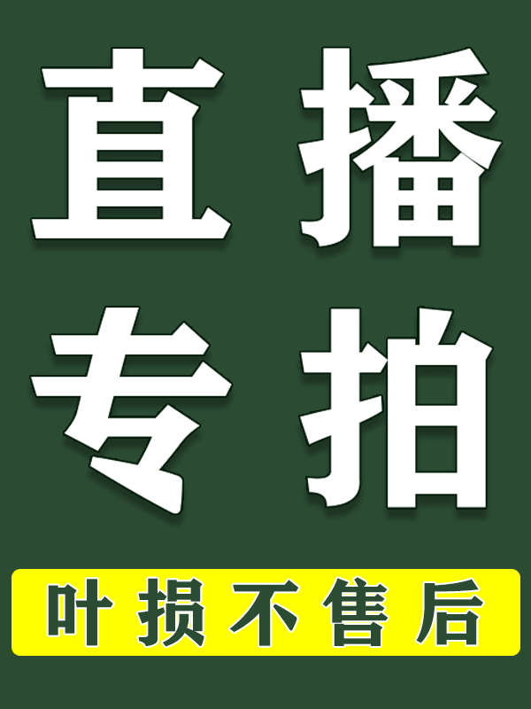 直播一物一拍【白犀牛海芋黄锦】稀有斑锦每叶纹路独特纹理需细心养