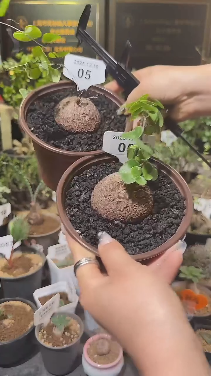 5号1218福利南非龟甲龙买1送1两个1组    