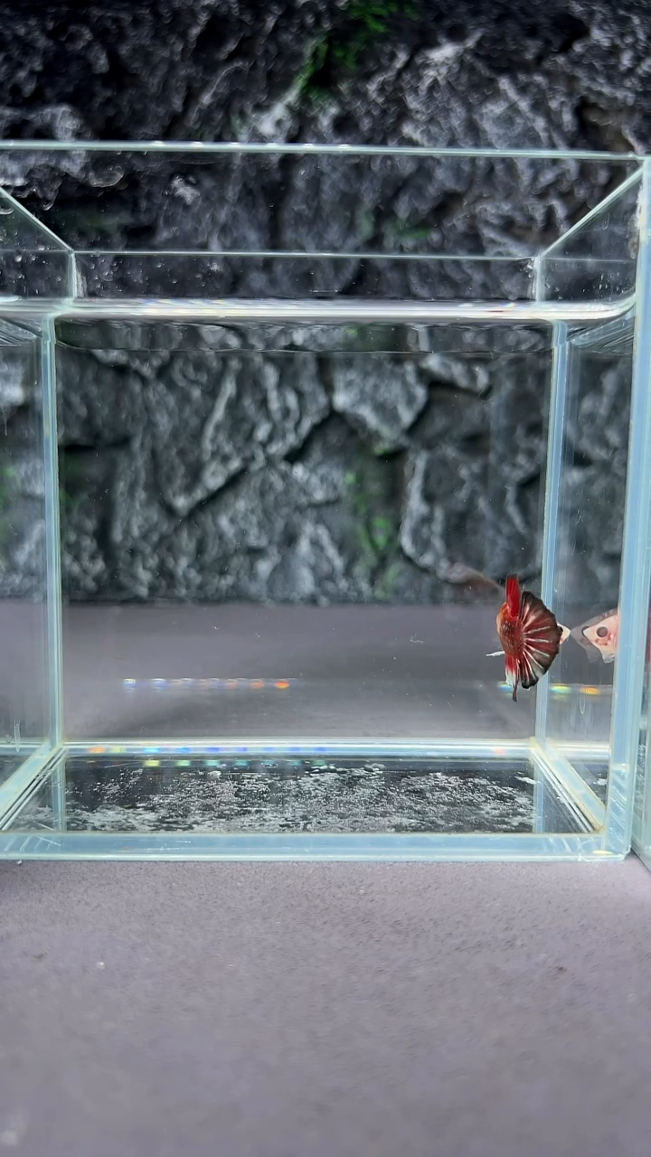 斗鱼竞拍链接A034