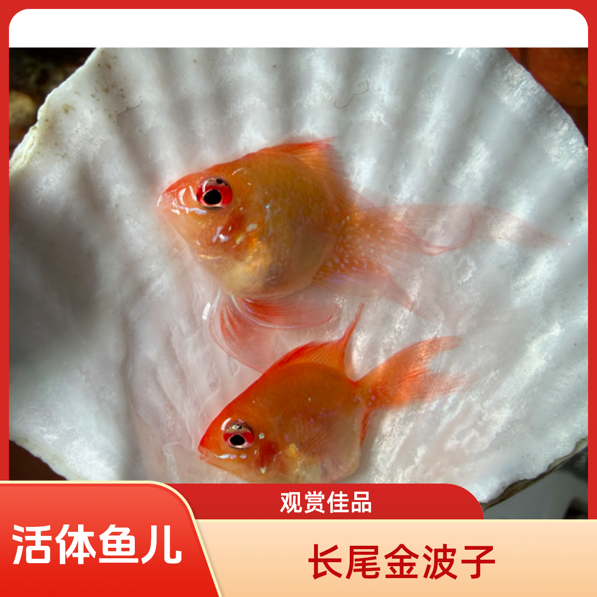 桃心长尾金波子蓝波子荷兰凤热带鱼淡水鱼小型鱼