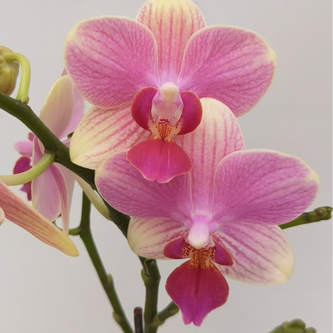 【夏日】双剑 馨艺蝴蝶兰 (叶片开裂为正常现象）