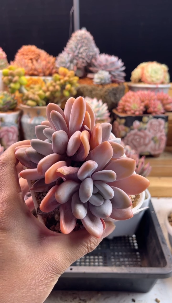 【闪购商品】1.13-89粉兔