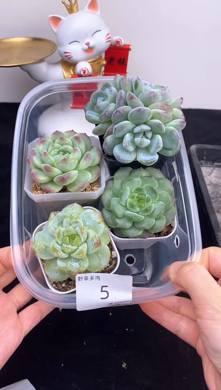4棵一组一组包邮5号