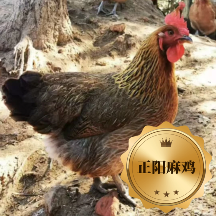 生鲜正阳麻鸡肉质鲜美到手13只 包冰率不含冰