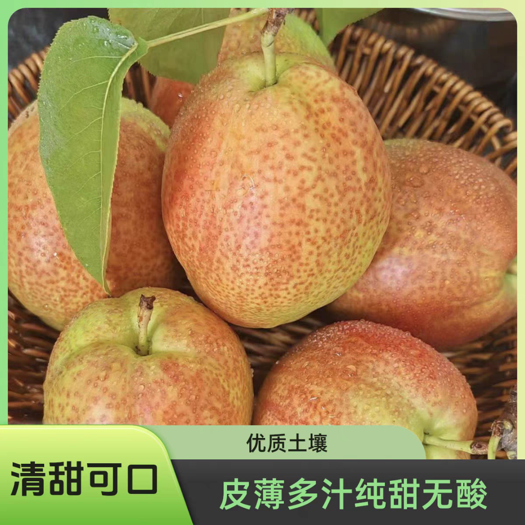 山东媚梨阳信媚梨清甜可口酥脆皮薄多汁无酸无渣