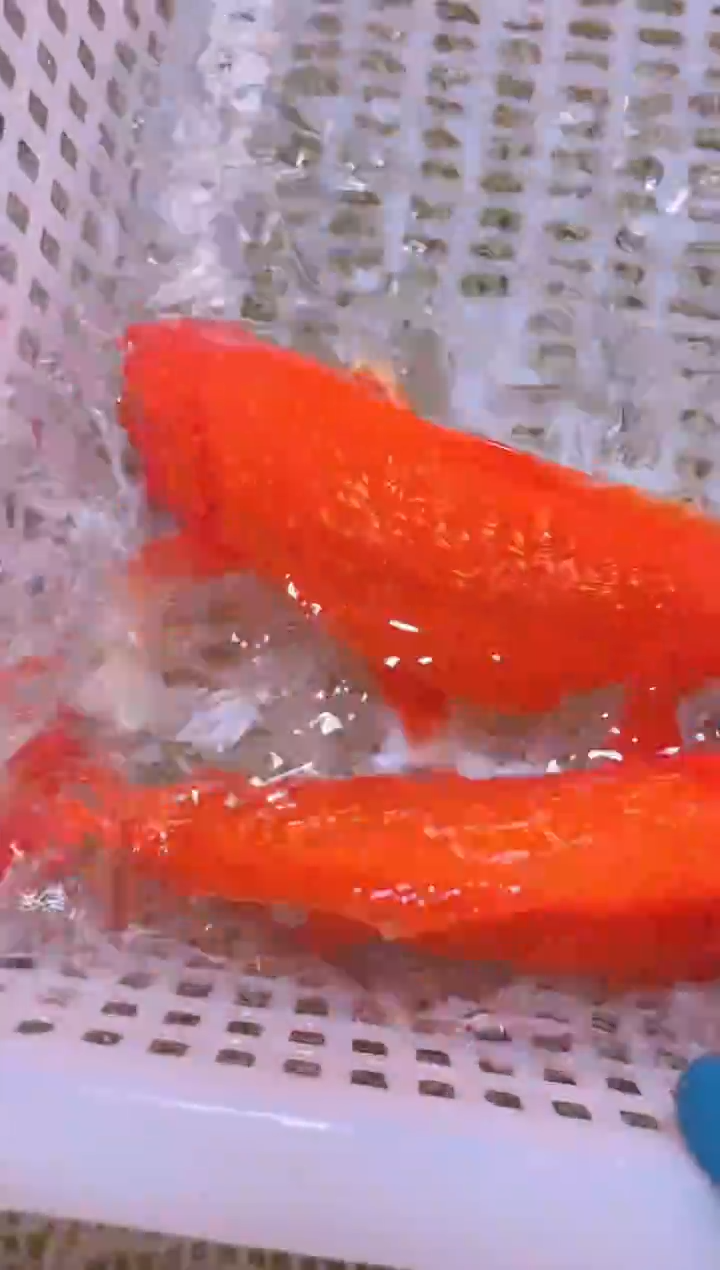 锦鲤冷水观赏鱼全场包邮18