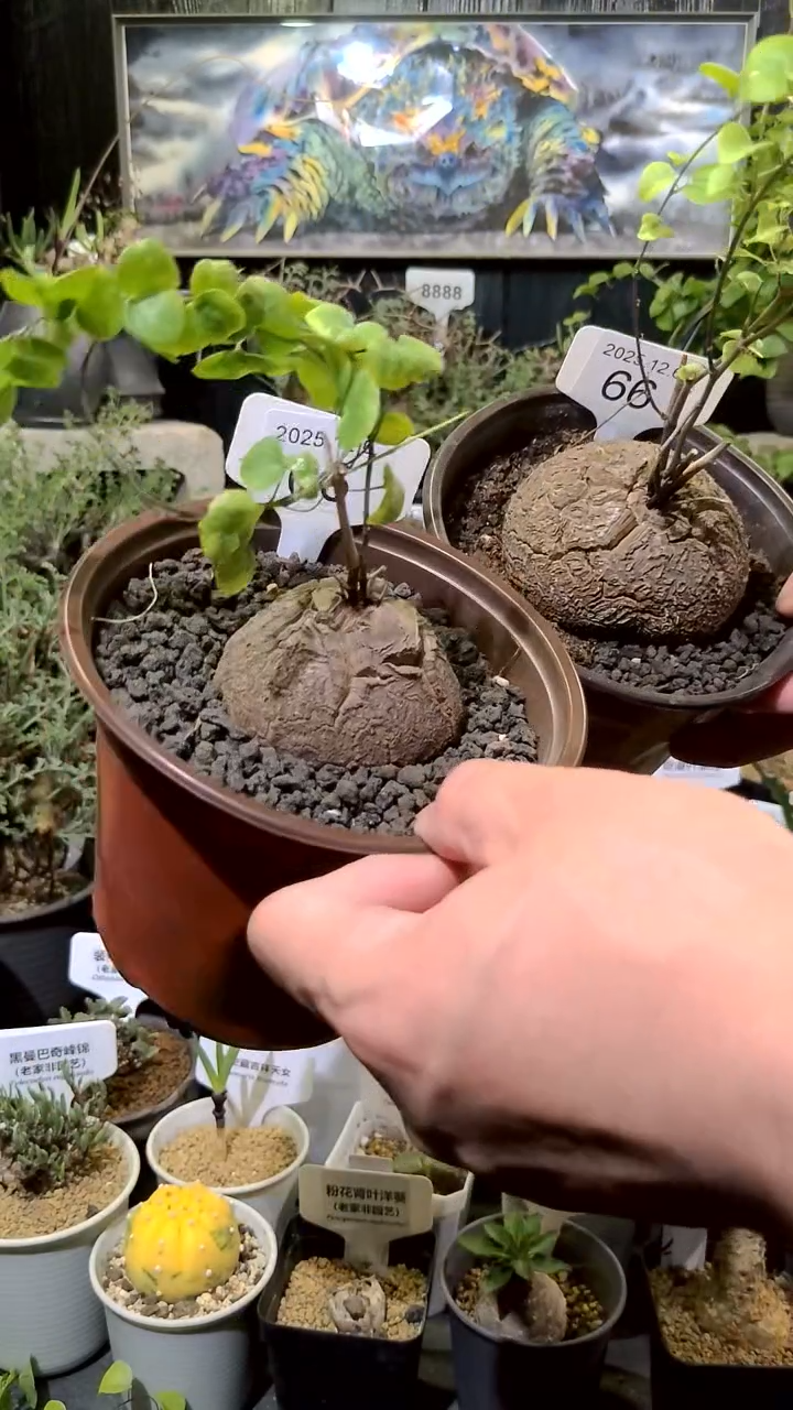 66号1206福利植物南非龟甲龙买一送一