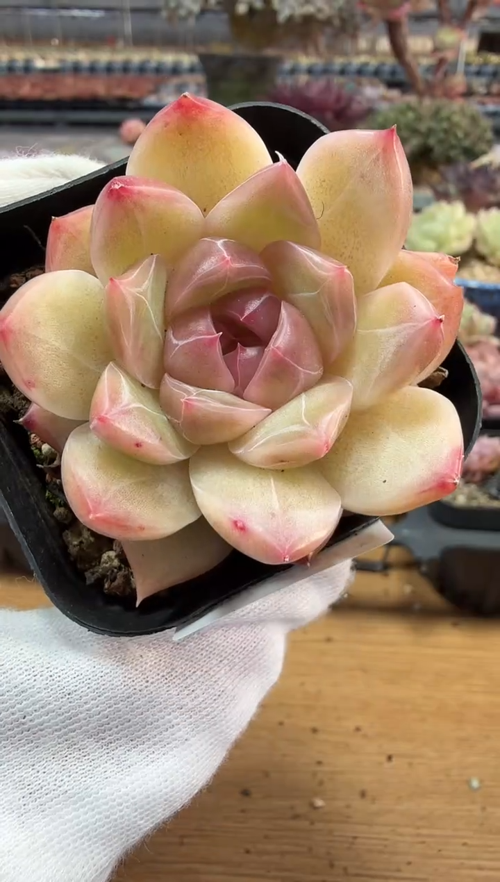 东云多肉园二店-210