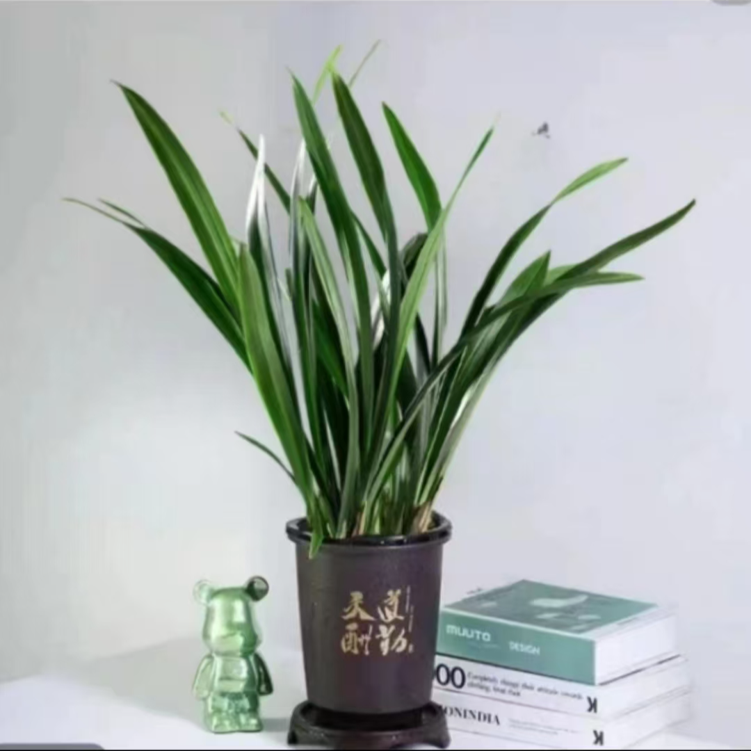 【2-4花剑】室内古风墨兰盆栽四季常青兰花绿植带盆发货