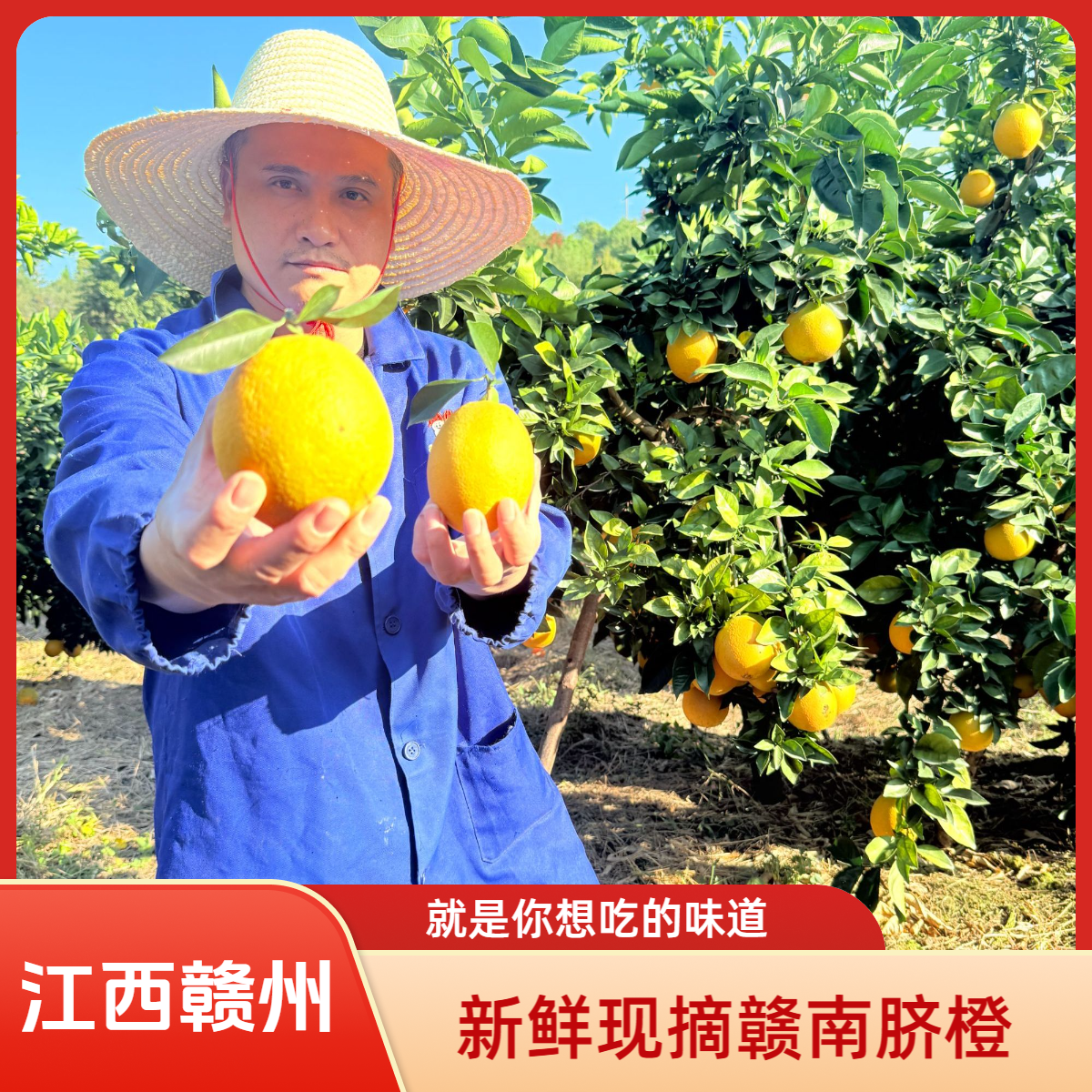 江西赣州脐橙新鲜水果每日现摘产地直发送开橙器当季水果包邮