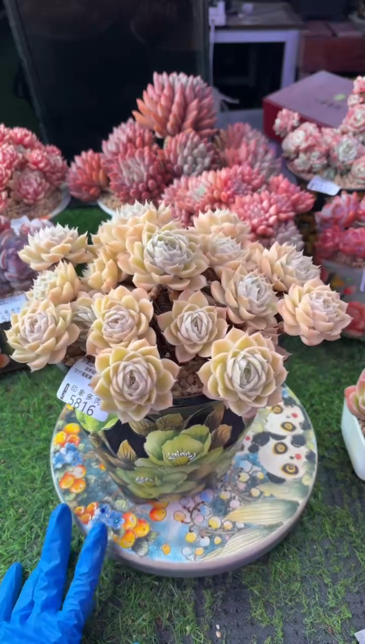 昆明印象多肉5816