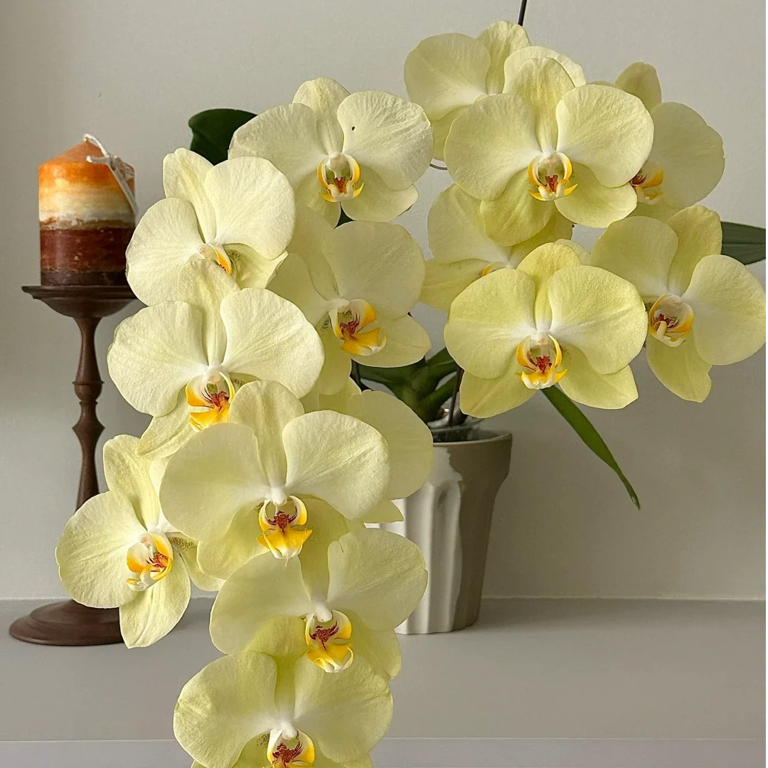 【芳美大绿】蝴蝶兰盆栽室内经典云南基地顺丰