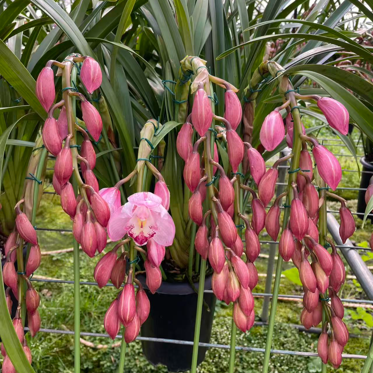 大花蕙兰——爱恋拱兰云南昆明基地直发顺丰包邮