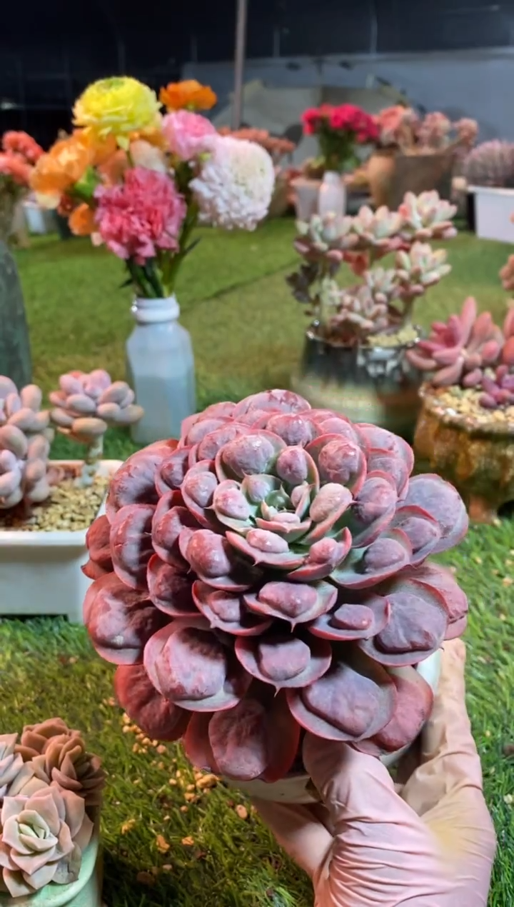 【闪购商品】0243a