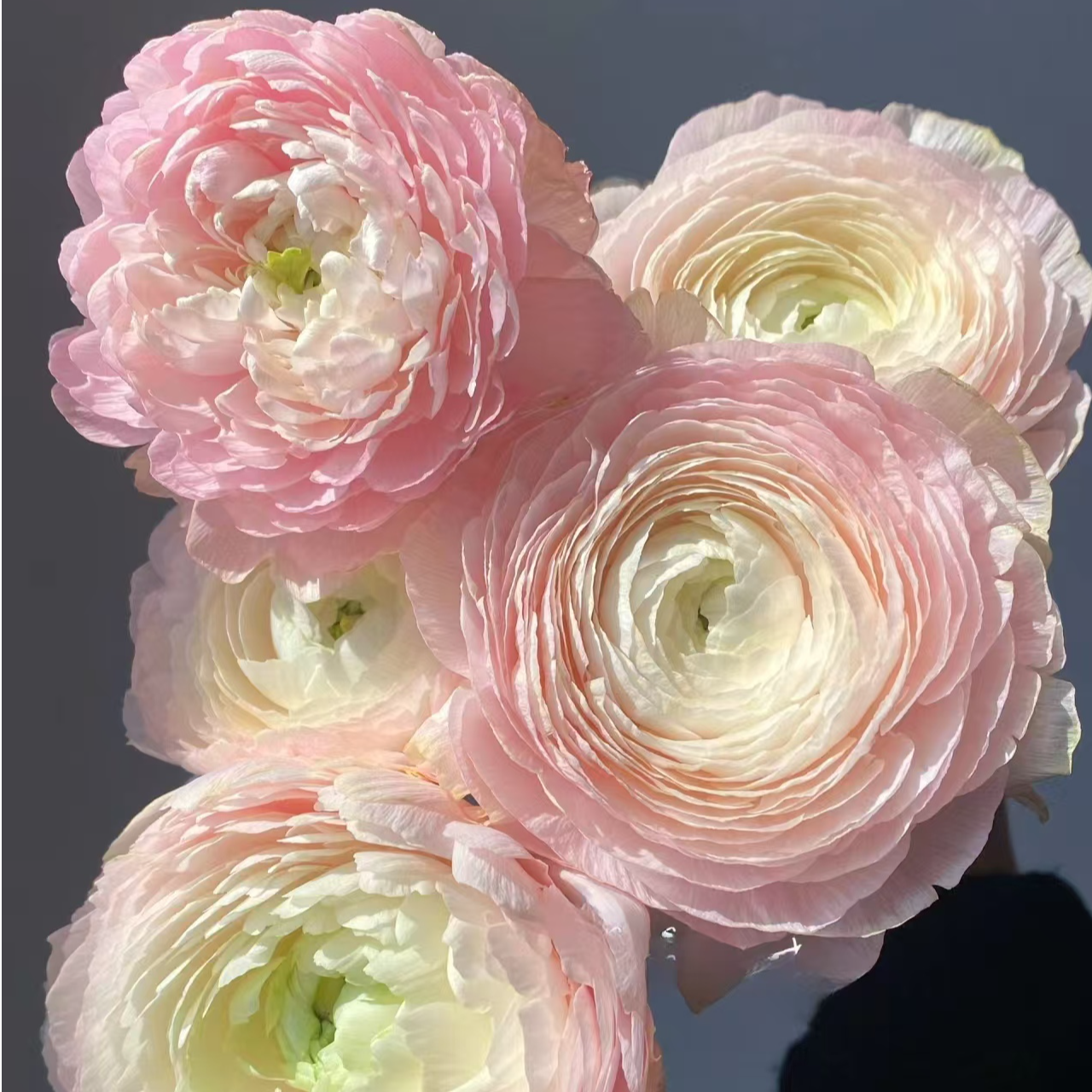 【独鬏鬏优选】云南鲜花 河内洋牡丹 家居瓶插鲜花 顺丰配送