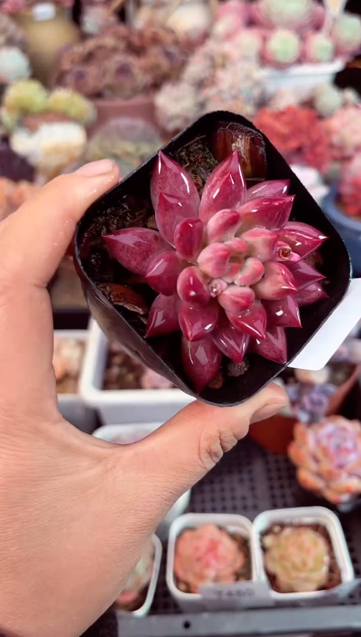 【闪购商品】7484单头金鱼姬多肉