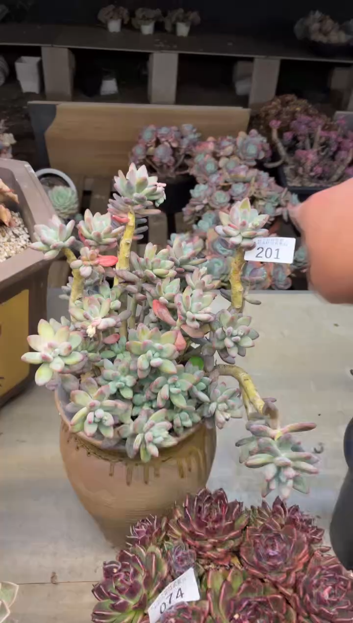 【闪购商品】201皮革奶