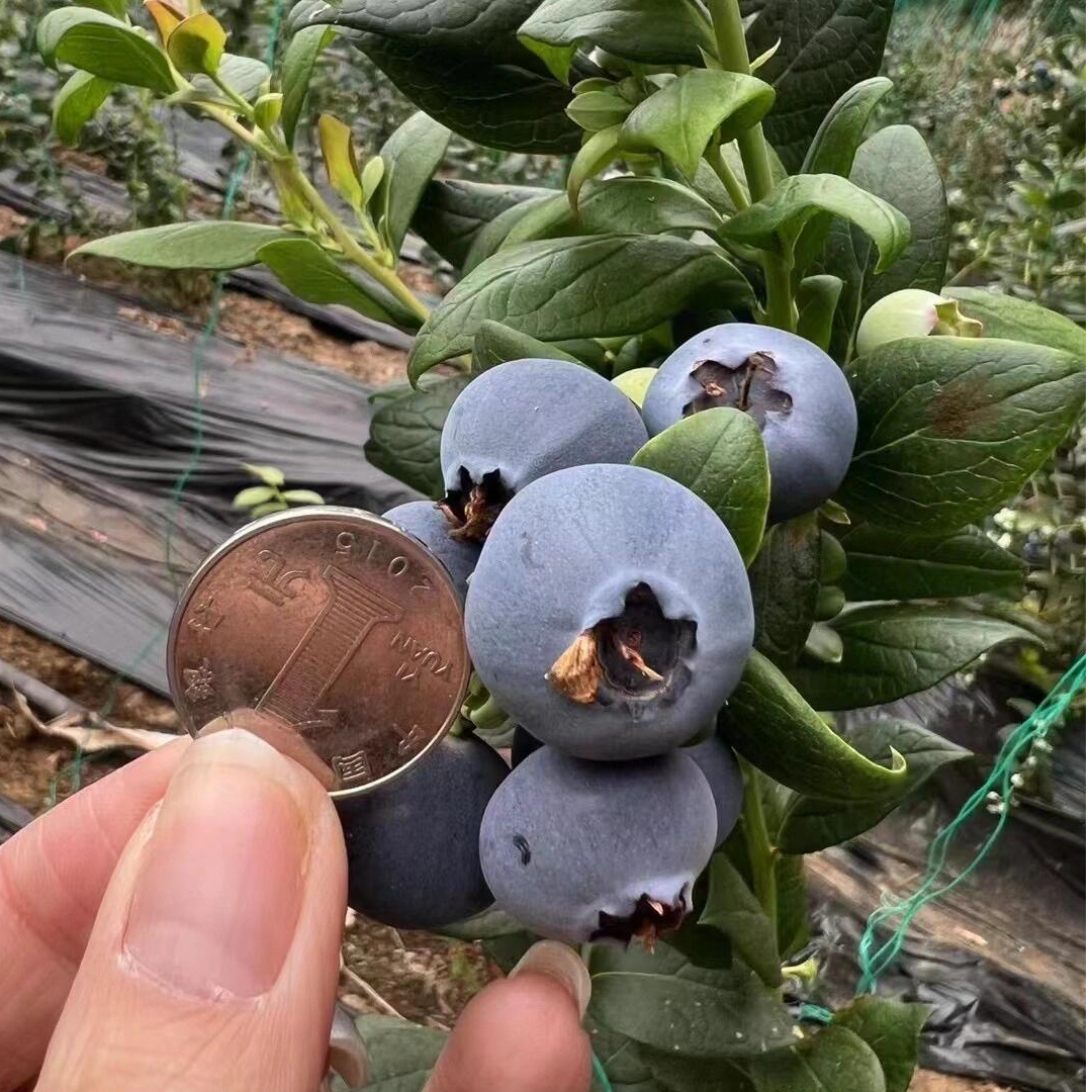 大小树形蓝莓果树苗南北方都可种植