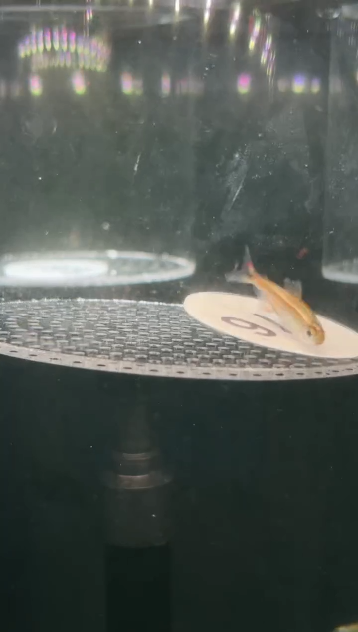 灯科鱼【176】白金犀利蒙尼