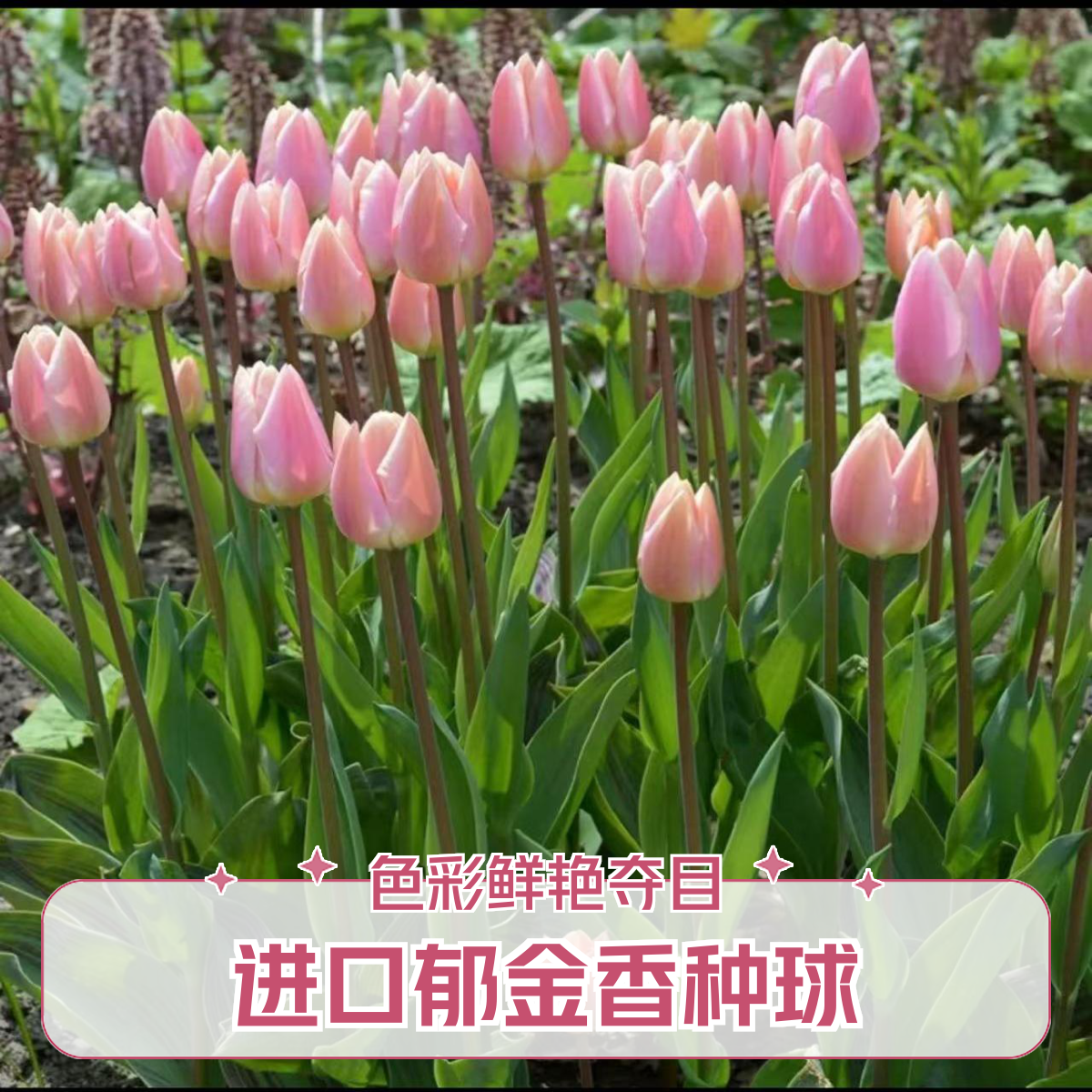 进口郁金香种球水培花卉植物室内四季开花种子盆栽花苗土培好养活