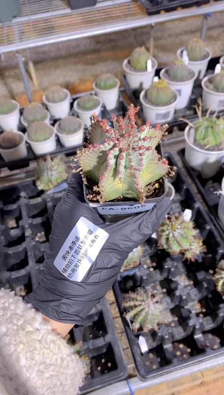 【闪购商品】魁伟玉FA-9805