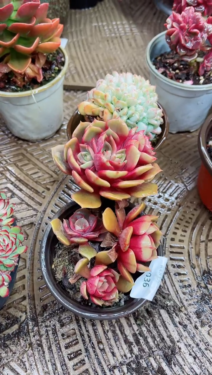 【闪购商品】02036