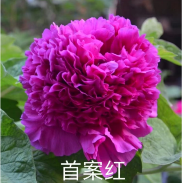 【首暗红牡丹】紫色系紫根牡丹   庭院种植地载盆栽   基地直发