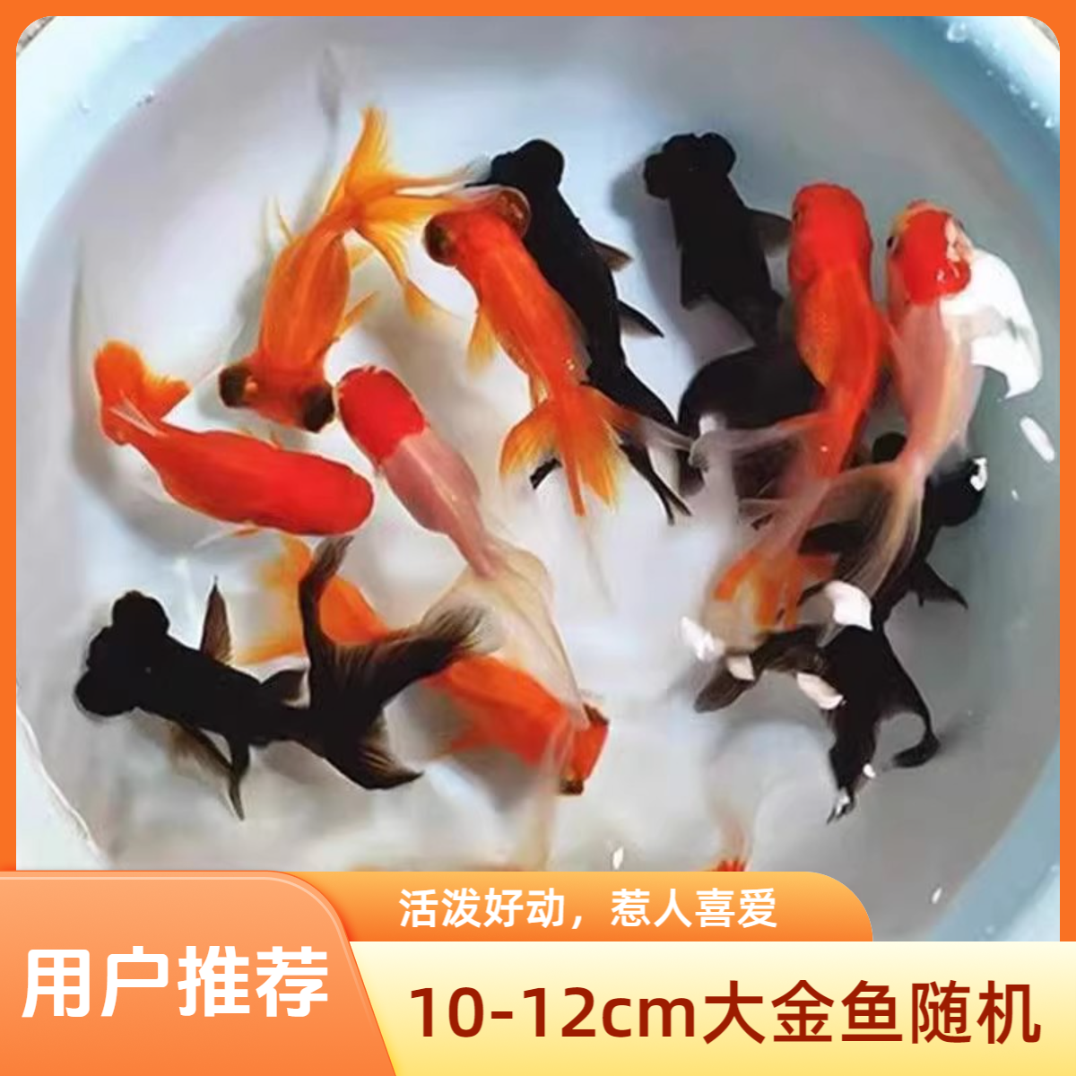 10-12cm大冷水鱼小金鱼淡水鱼水族观赏鱼观赏鱼龙睛鎏金狮头