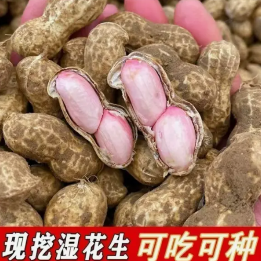 s-z2025年山东新鲜湿花生可水煮农家带壳新鲜花生现挖粉皮花生
