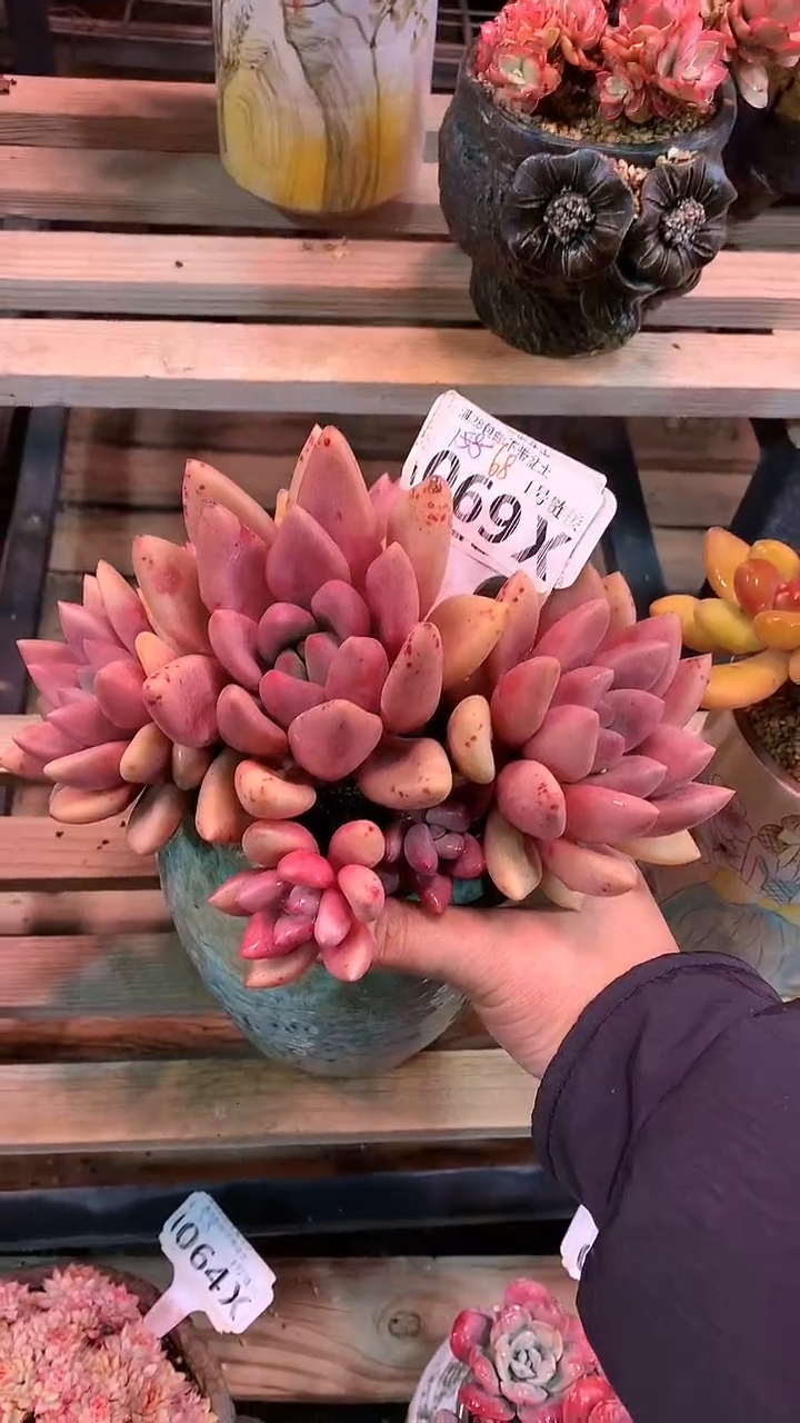 【闪购商品】069XXX