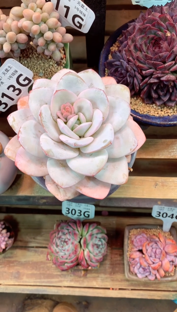 313G（一物一拍，精品多肉，w所见即所得 ）