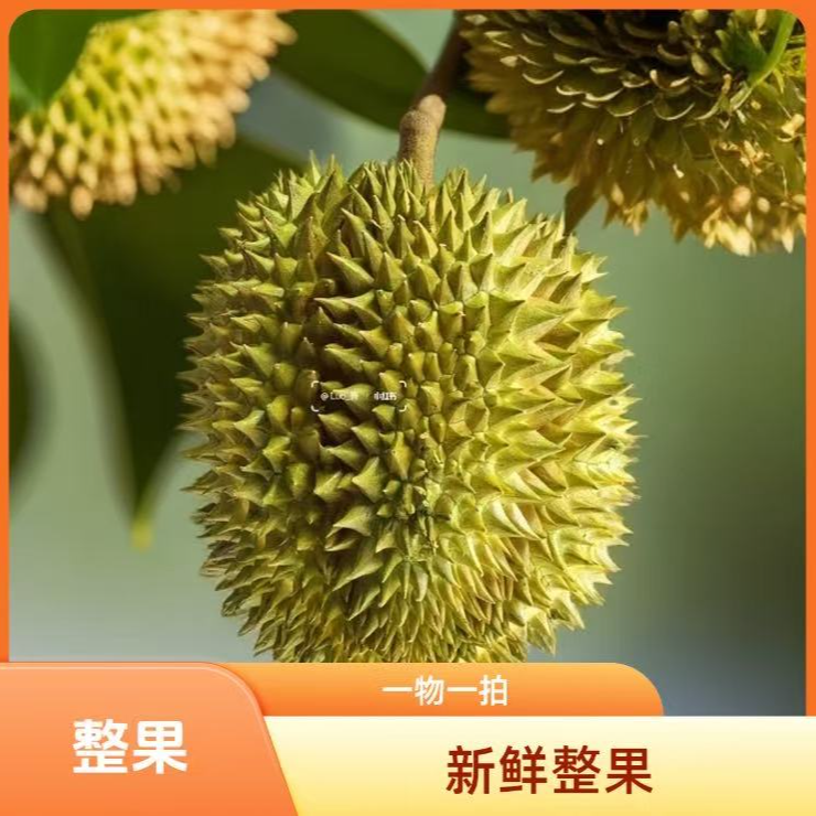 6号 整果不包个人口感【新鲜榴莲 树熟整果【市斤】一物一拍，大核小核随机金枕榴莲金枕泰国越南