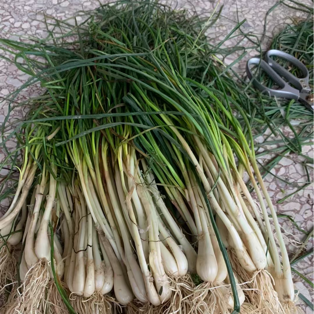 【荞苗】同城小时达配送