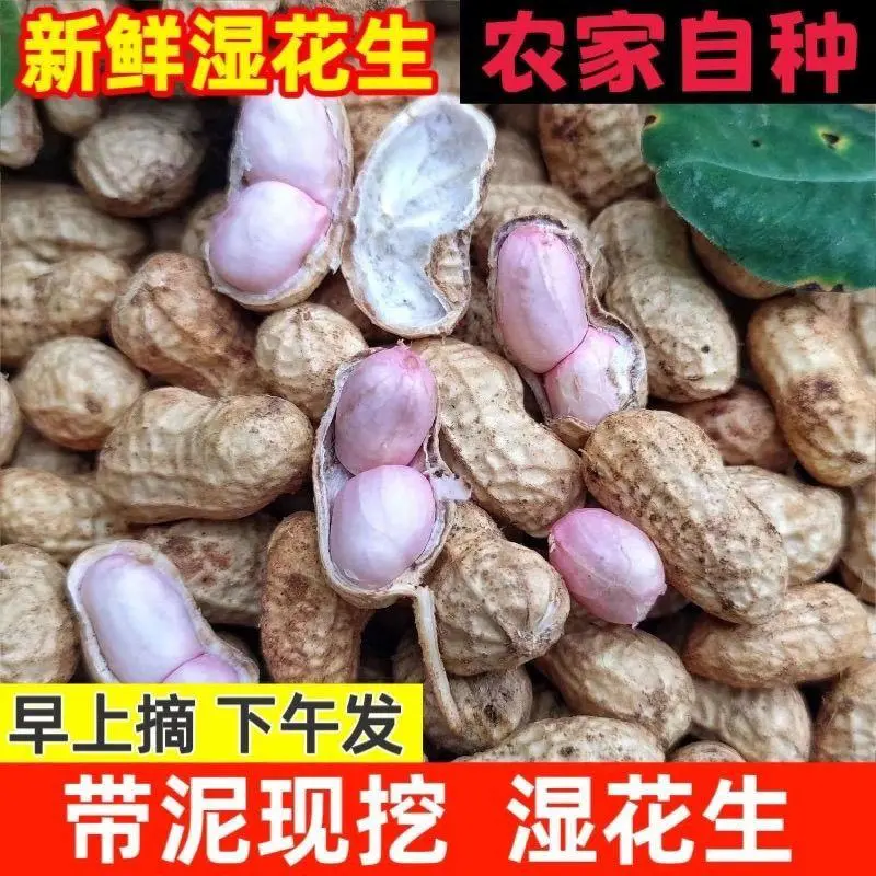 新鲜现挖带壳带泥湿花生可水煮生吃农家自种