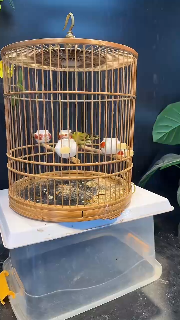 15号  黄雀养笼  0元起拍