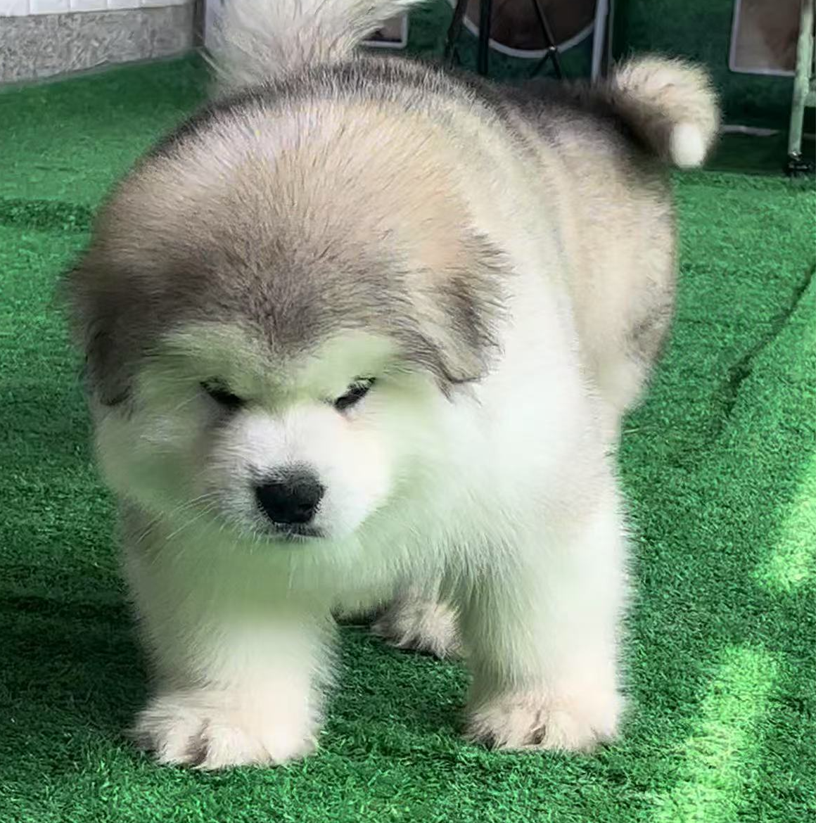 （岩姐宠物）小雪家的熊版阿拉斯加狗犬
