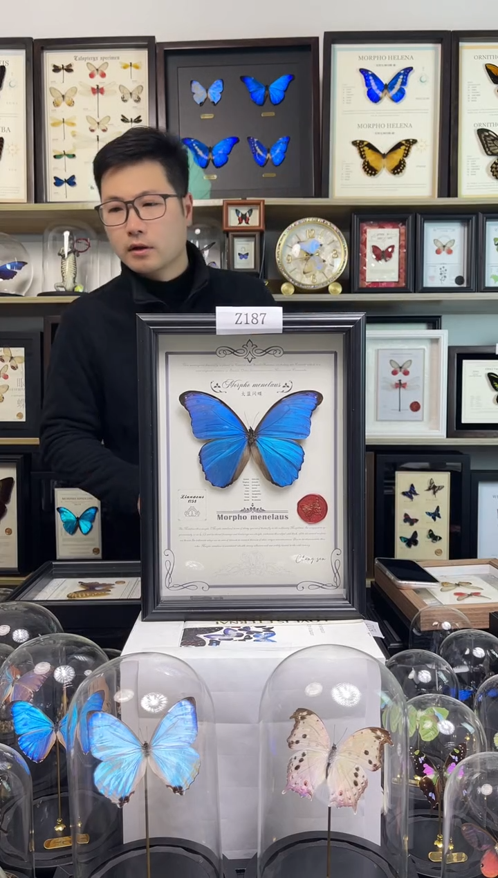 大蓝闪蝶-A4虫逢艺术款Z187