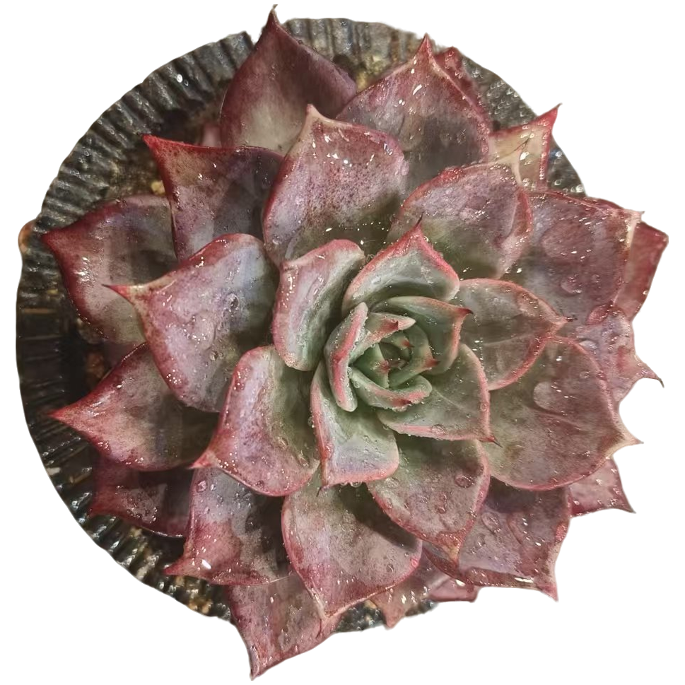 同美多肉园艺 星星东云  粉丝福利多肉植物 直播间实物为准